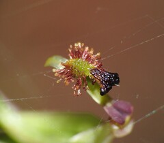 Arthrochilus irritabilis