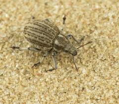 Philopedon plagiatum