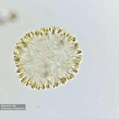 Ochrophyta