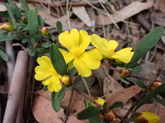 Hibbertia obtusifolia