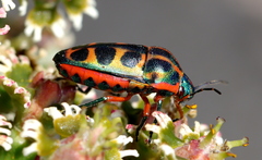 Calidea dregii