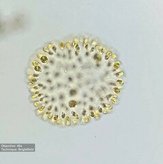 Ochrophyta