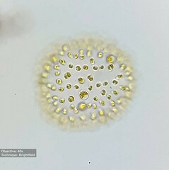 Ochrophyta