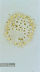 Ochrophyta