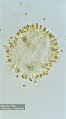 Ochrophyta