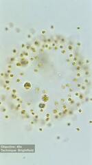 Ochrophyta