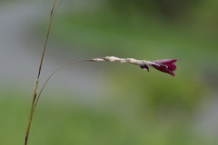Dierama atrum