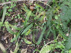 Blechnum penna-marina