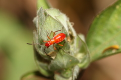 Pyrrhocoridae