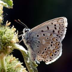 Polyommatus hispana