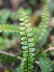 Blechnum penna-marina