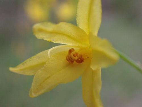 Image of Bulbine glauca by (c) Nina Kerr, some rights reserved (CC BY)