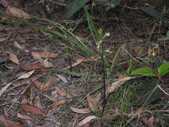 Arthrochilus irritabilis