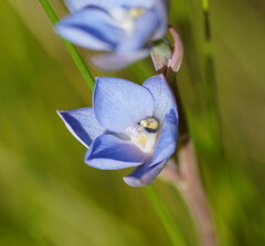 Thelymitra media