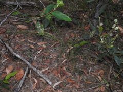 Arthrochilus irritabilis