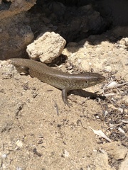 Egernia kingii