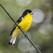 Black-backed Lesser Goldfinch - Photo (c) Greg Lasley, some rights reserved (CC BY-NC), uploaded by Greg Lasley