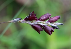 Dierama atrum