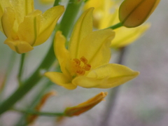 Bulbine glauca