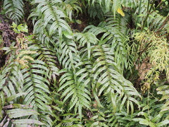Blechnum montanum
