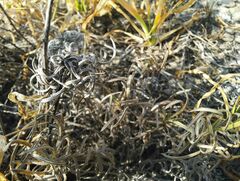 Onosma simplicissima