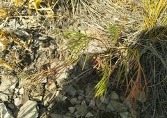 Peucedanum morisonii