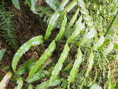 Blechnum montanum