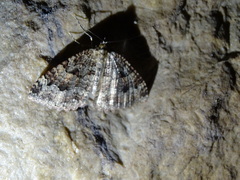 Triphosa dubitata