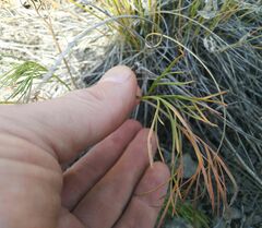 Peucedanum morisonii