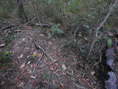 Arthrochilus irritabilis