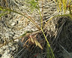 Peucedanum morisonii