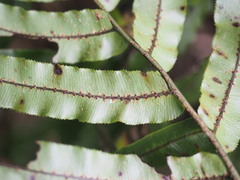 Blechnum montanum