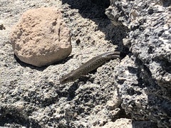 Egernia kingii