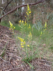 Bulbine glauca