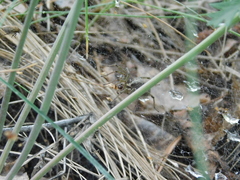 Agelena labyrinthica
