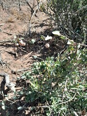 Abutilon sonneratianum