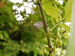 Logania marmorata damis