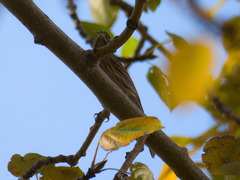 Emberiza citrinella × leucocephalos