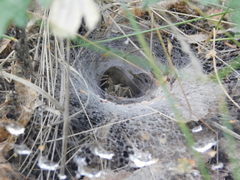 Agelena labyrinthica