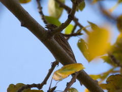 Emberiza citrinella × leucocephalos
