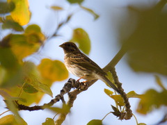 Emberiza citrinella × leucocephalos