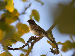 Emberiza citrinella × leucocephalos