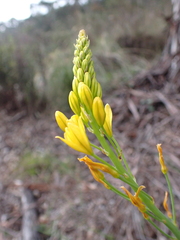 Bulbine glauca
