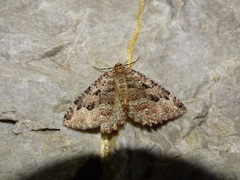 Triphosa dubitata