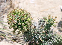 Euphorbia caput-medusae