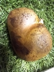 Xerocomus ferrugineus