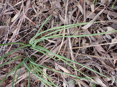 Bulbine glauca