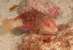 Notolabrus gymnogenis