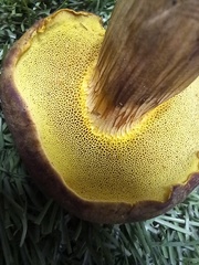 Xerocomus ferrugineus