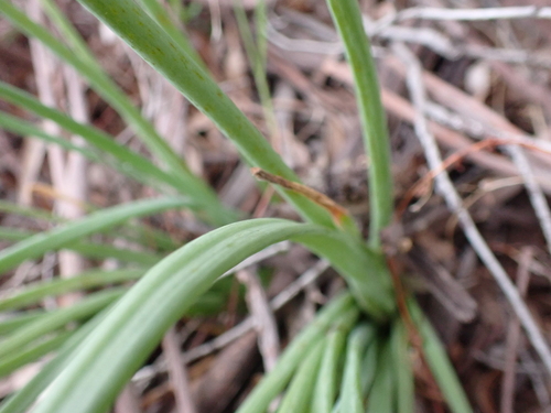Image of Bulbine glauca by (c) Nina Kerr, some rights reserved (CC BY)